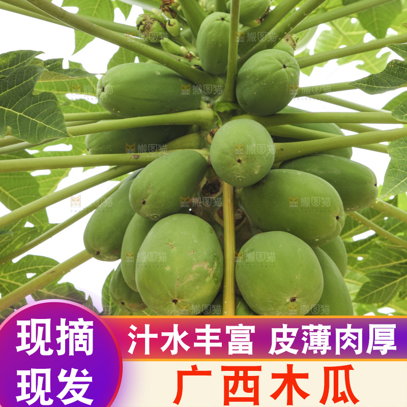 树上的木瓜