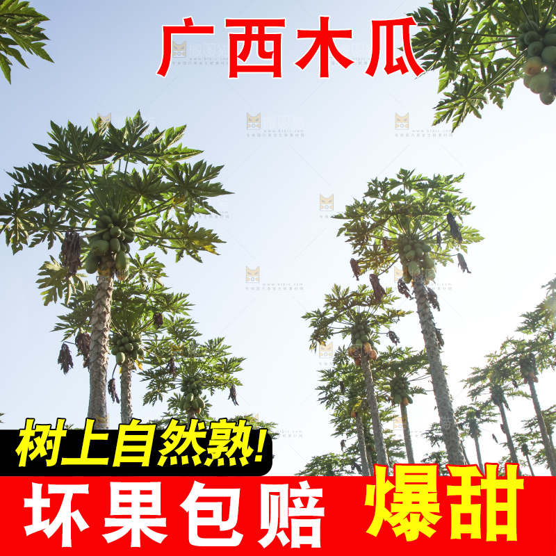 树上的木瓜
