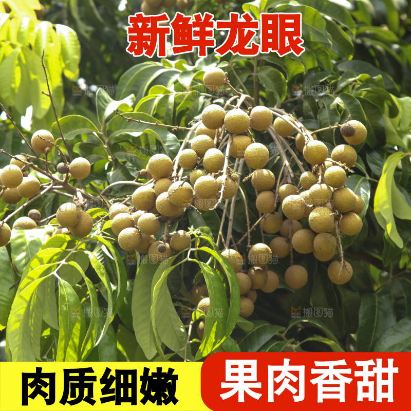 树上的新鲜龙眼