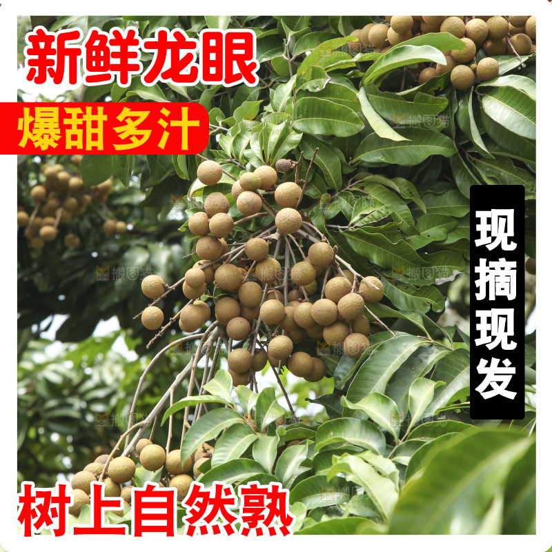 树上的新鲜龙眼