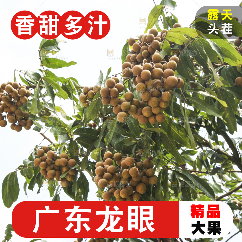 树上的新鲜龙眼
