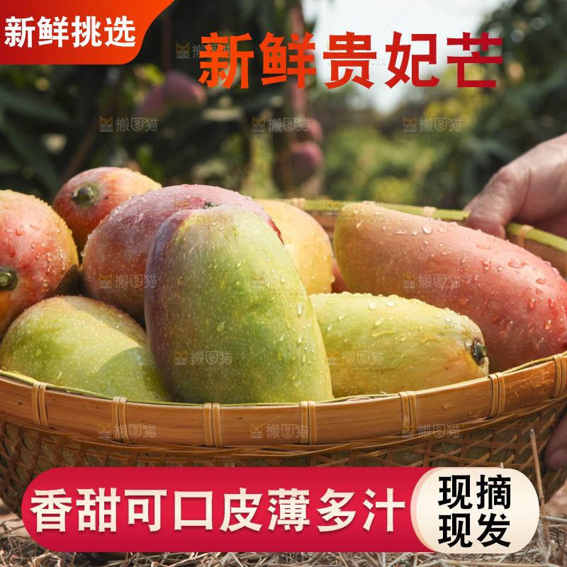 树上的新鲜芒果