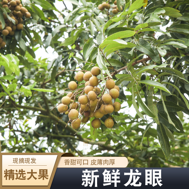 树上的新鲜龙眼