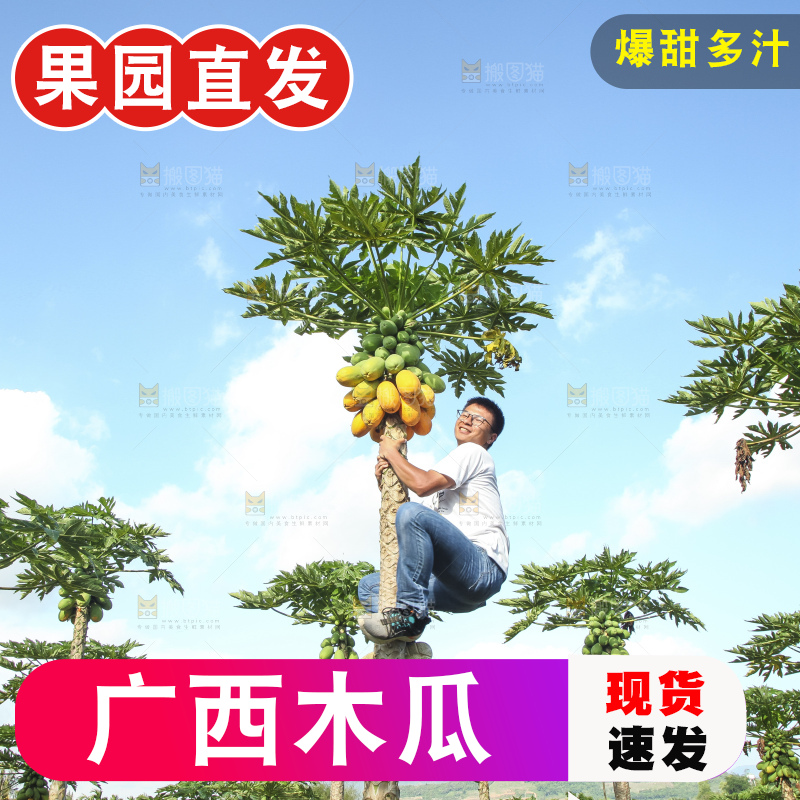树上的木瓜