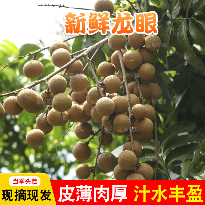 树上的新鲜龙眼