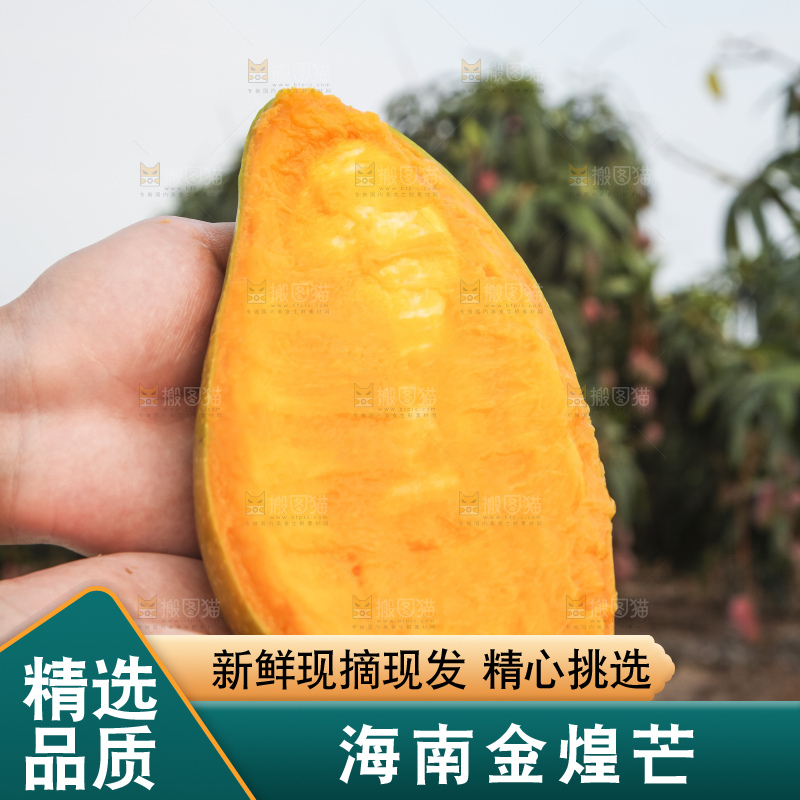 手里拿着金煌芒
