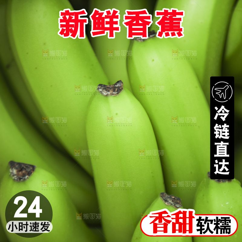 树上的新鲜香蕉
