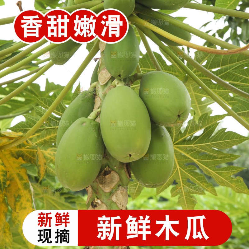 树上的木瓜