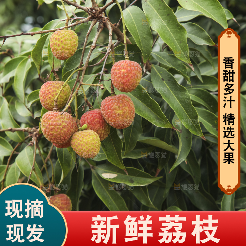 树上的荔枝