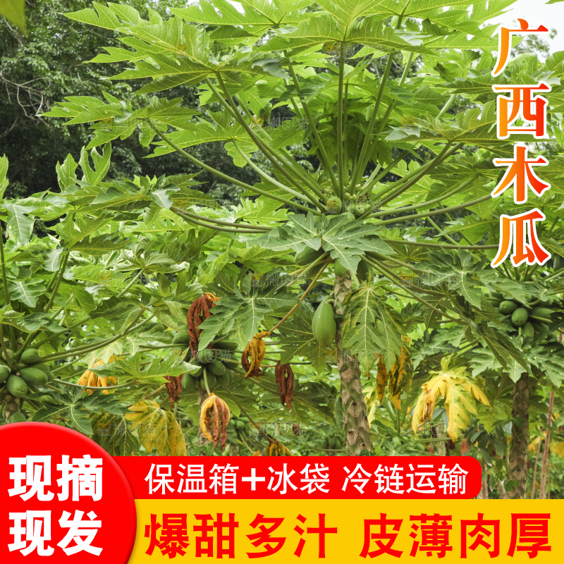 树上的木瓜