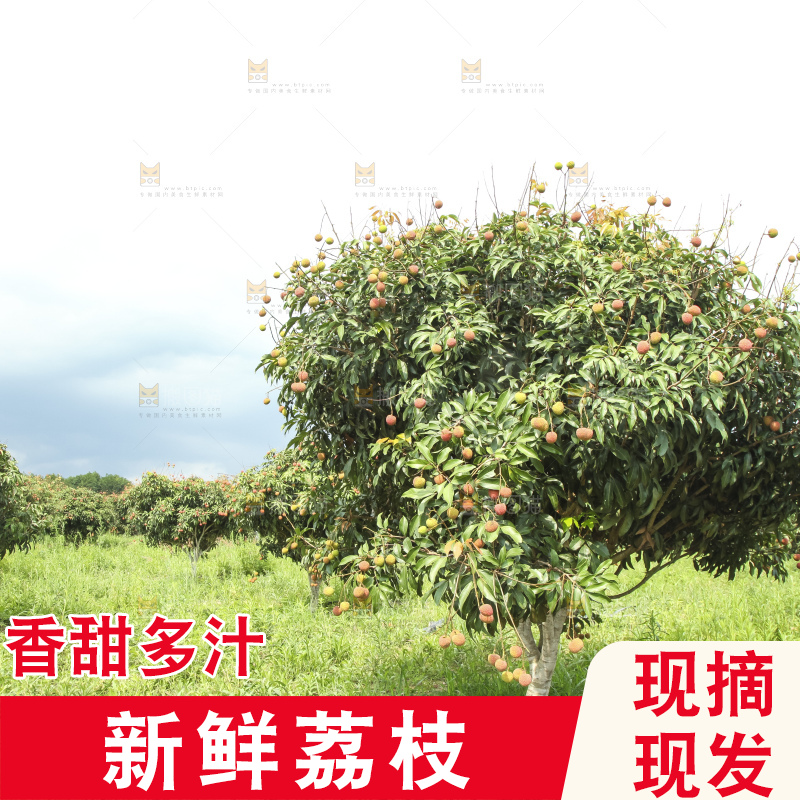 树上的荔枝