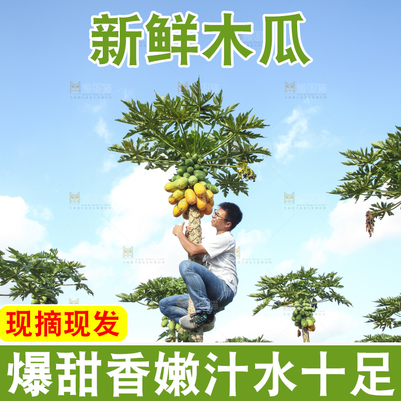 树上的木瓜