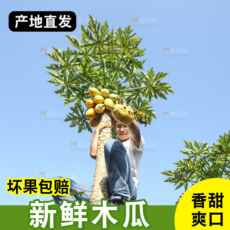 树上的木瓜
