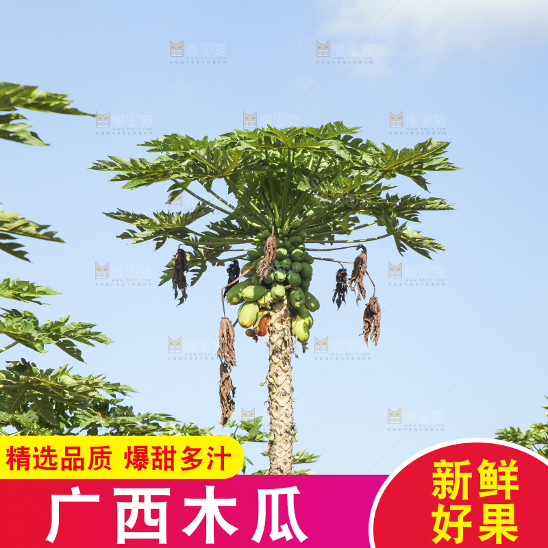 树上的木瓜