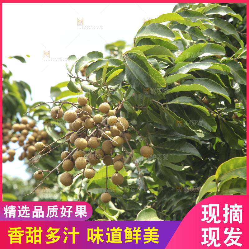 树上的新鲜龙眼
