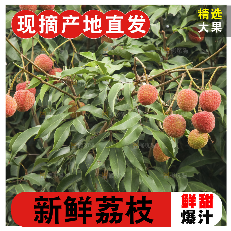 树上的荔枝