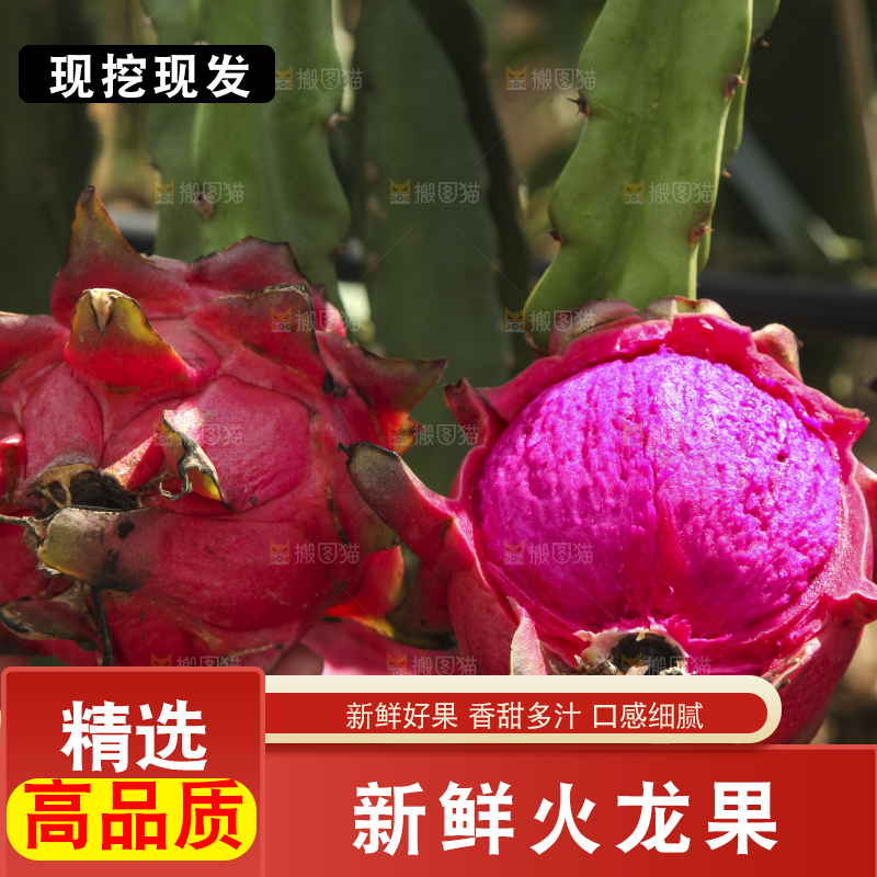 火龙果产地