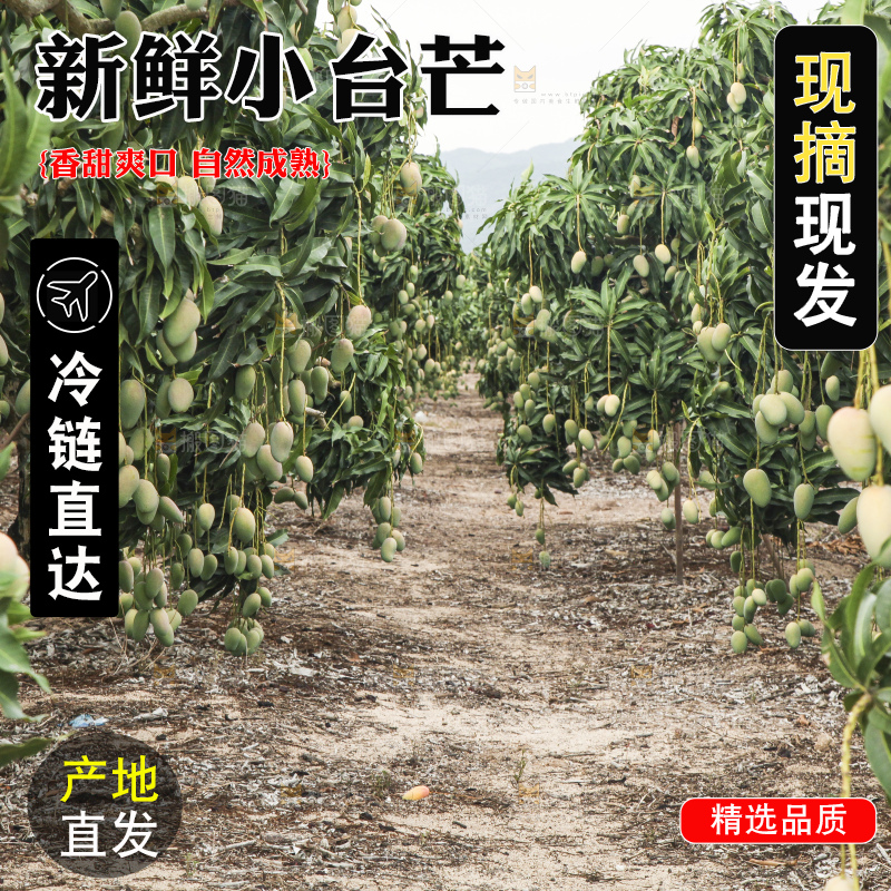 树上的小台芒
