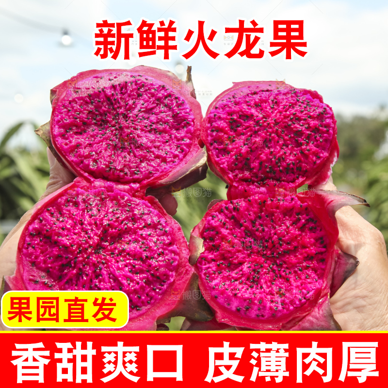 火龙果产地