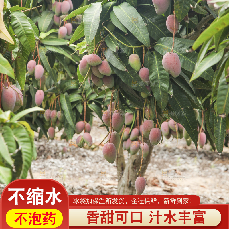 树上的新鲜芒果