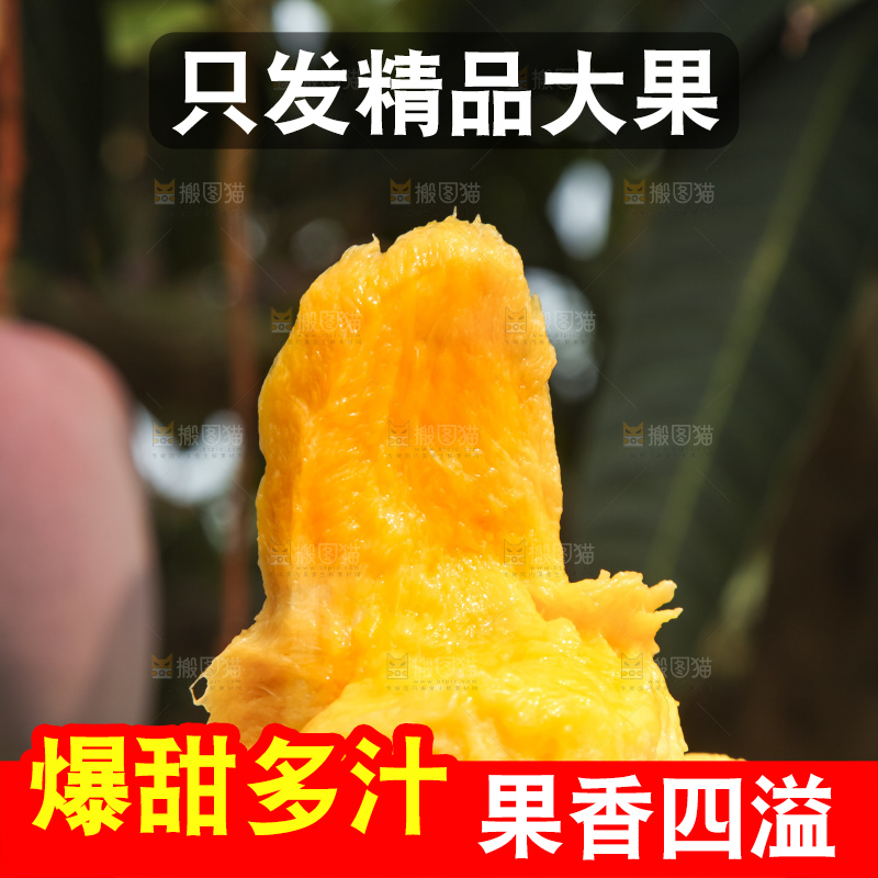树上的新鲜芒果
