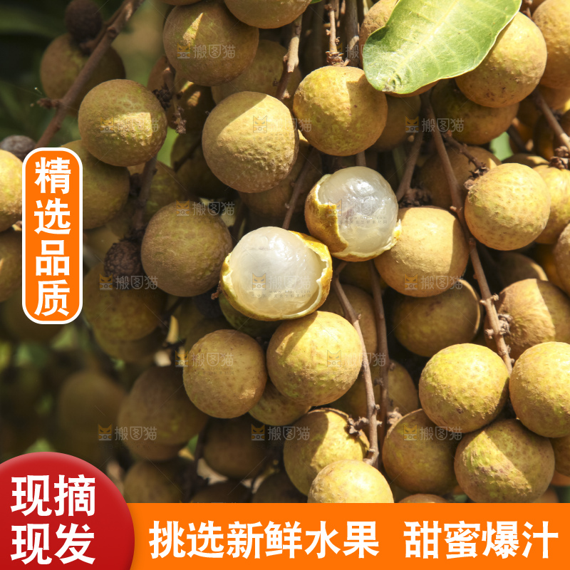 树上的新鲜龙眼