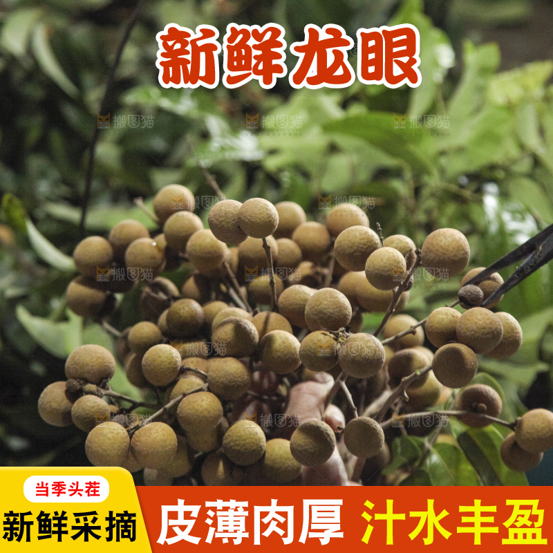 树上的新鲜龙眼