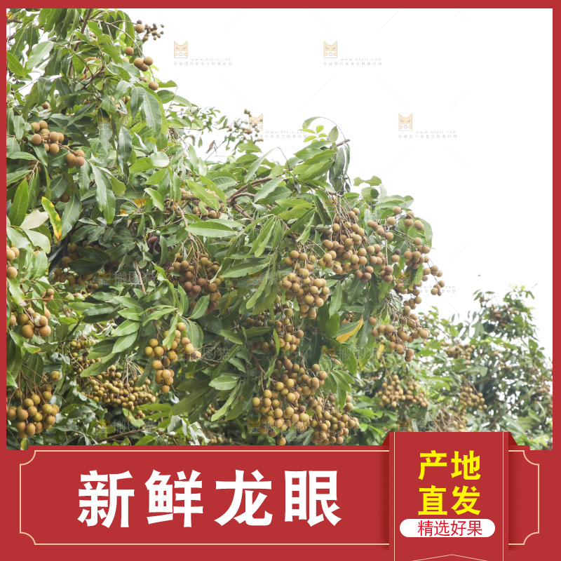 树上的新鲜龙眼
