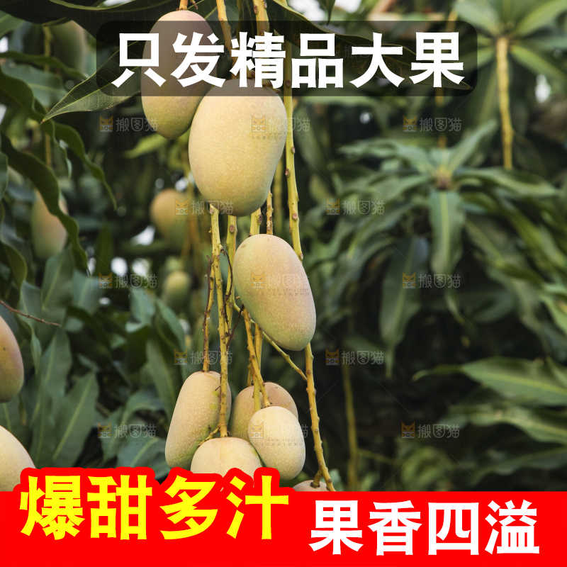树上的新鲜芒果