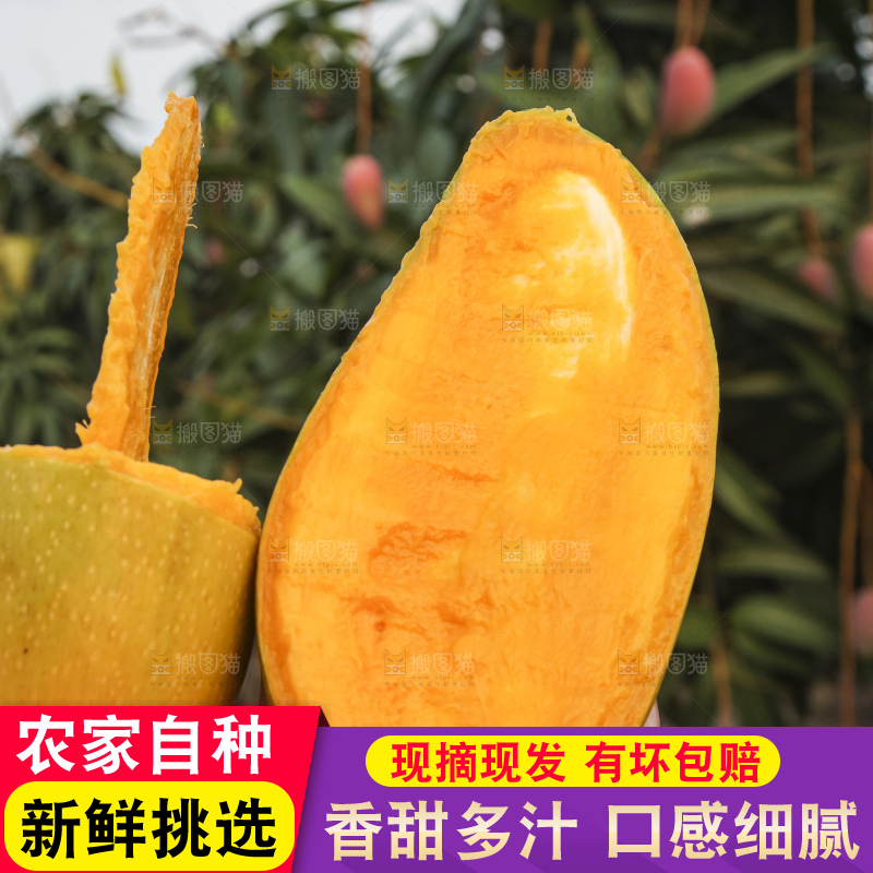 手里拿着金煌芒