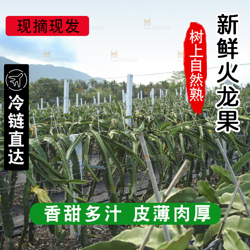 火龙果产地