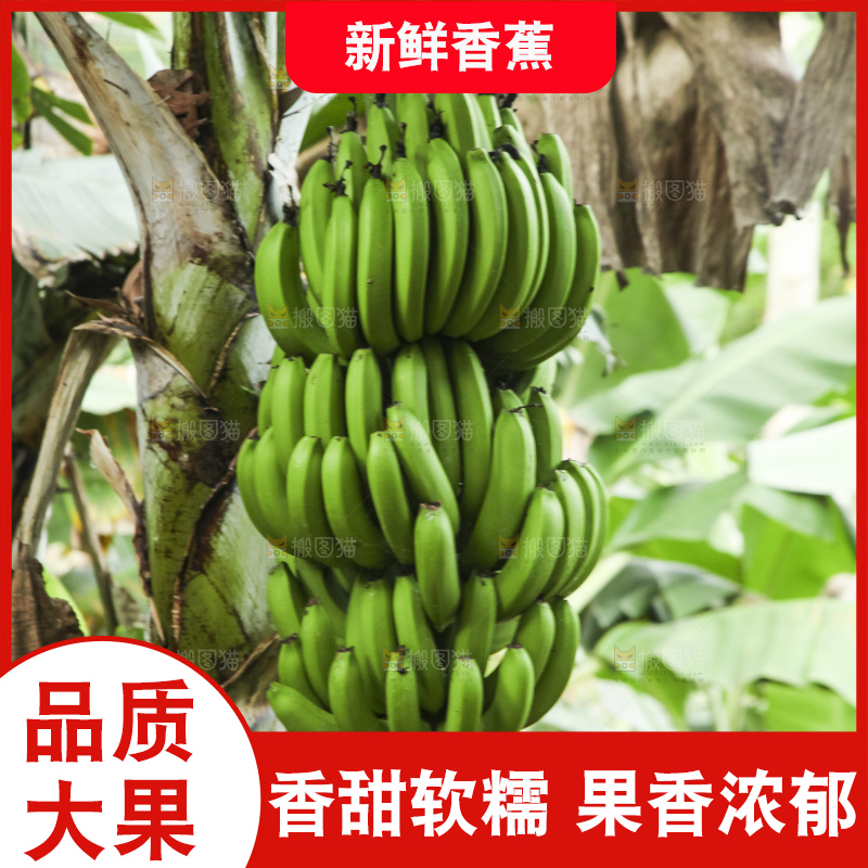 树上的新鲜香蕉