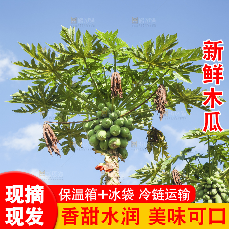 树上的木瓜