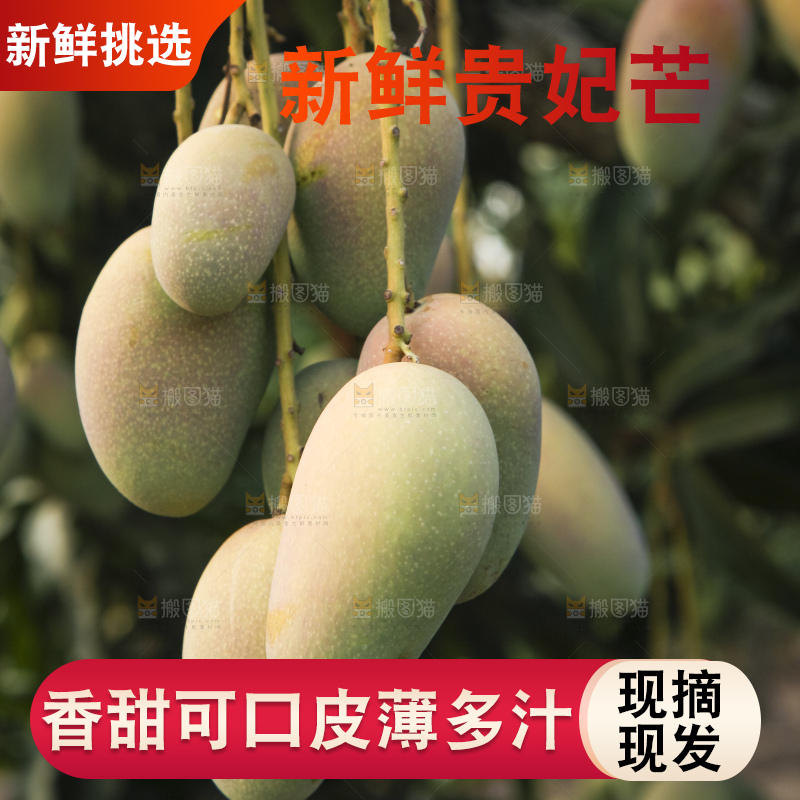 树上的新鲜芒果