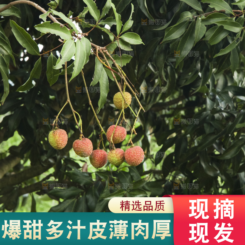 树上的荔枝
