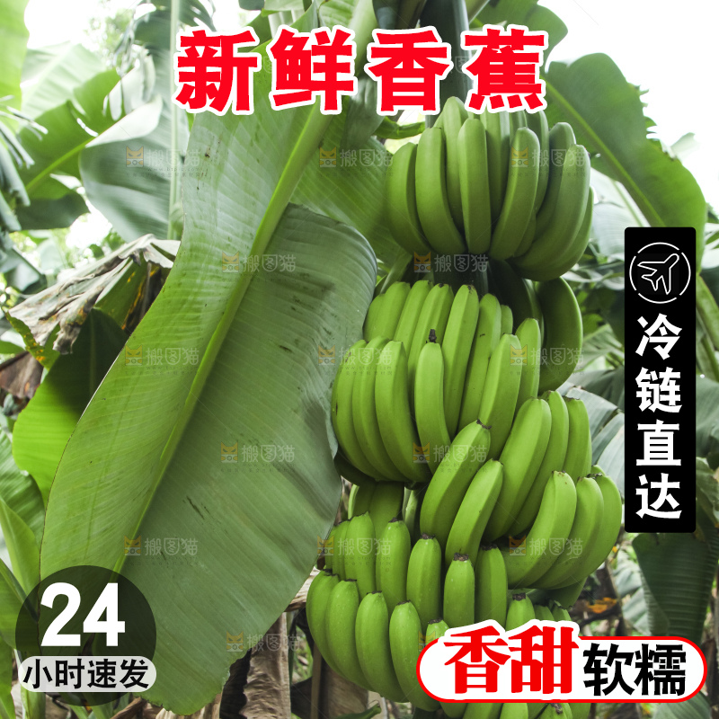 树上的新鲜香蕉