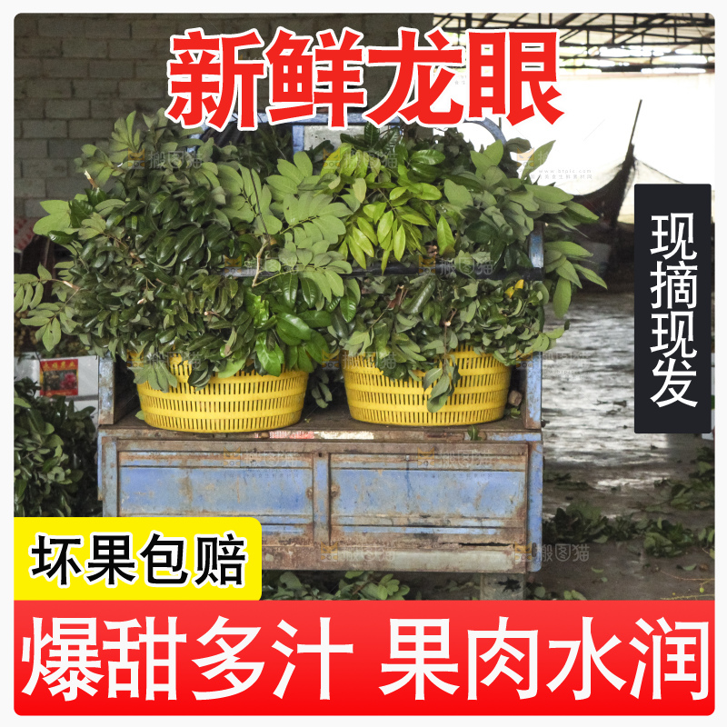 树上的新鲜龙眼