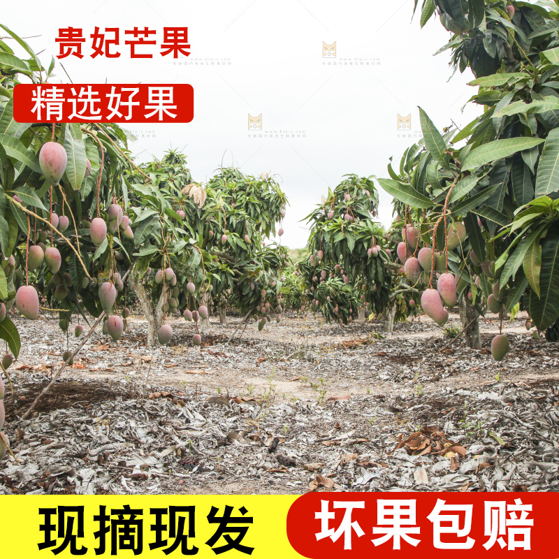 树上的新鲜芒果