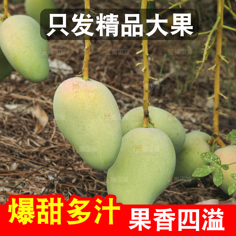 树上的小台芒