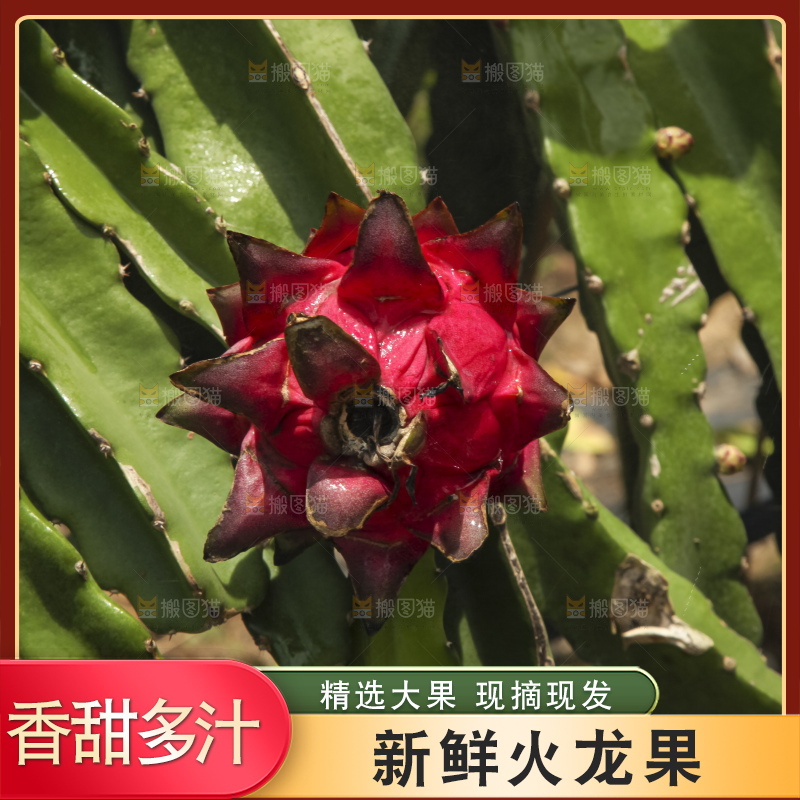 火龙果产地