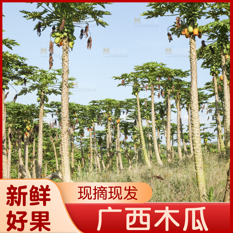 树上的木瓜