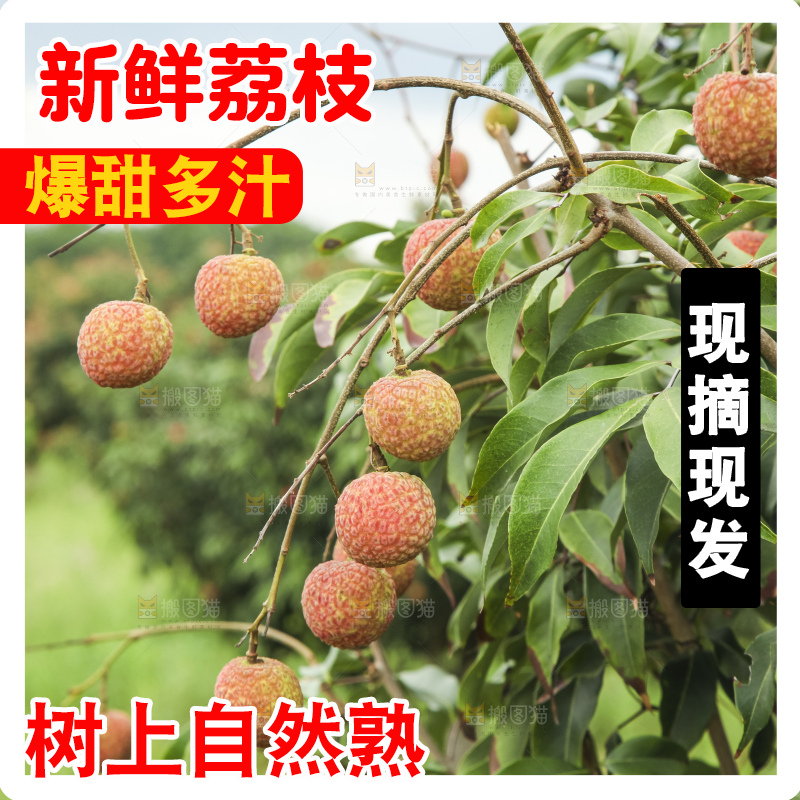 树上的荔枝