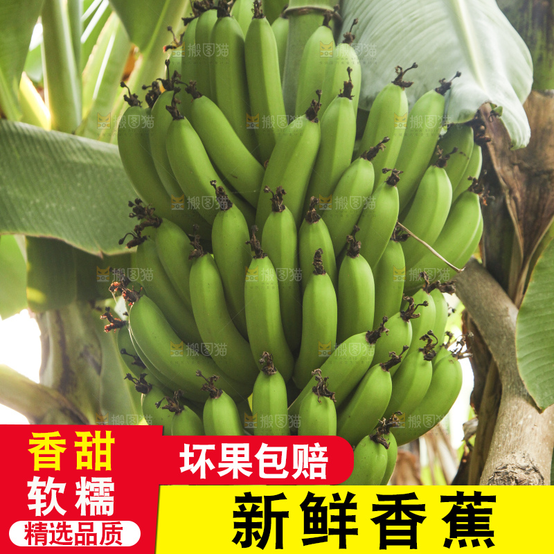 树上的新鲜香蕉