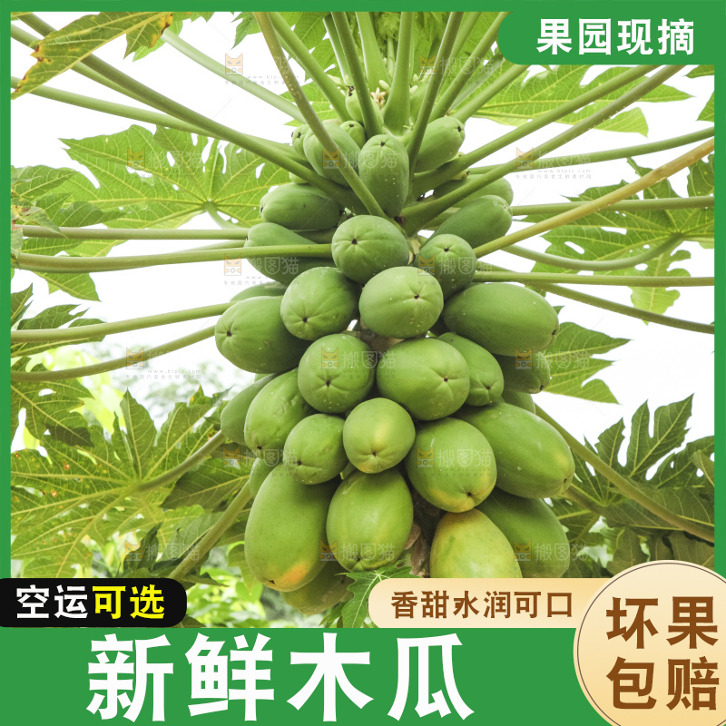 树上的木瓜