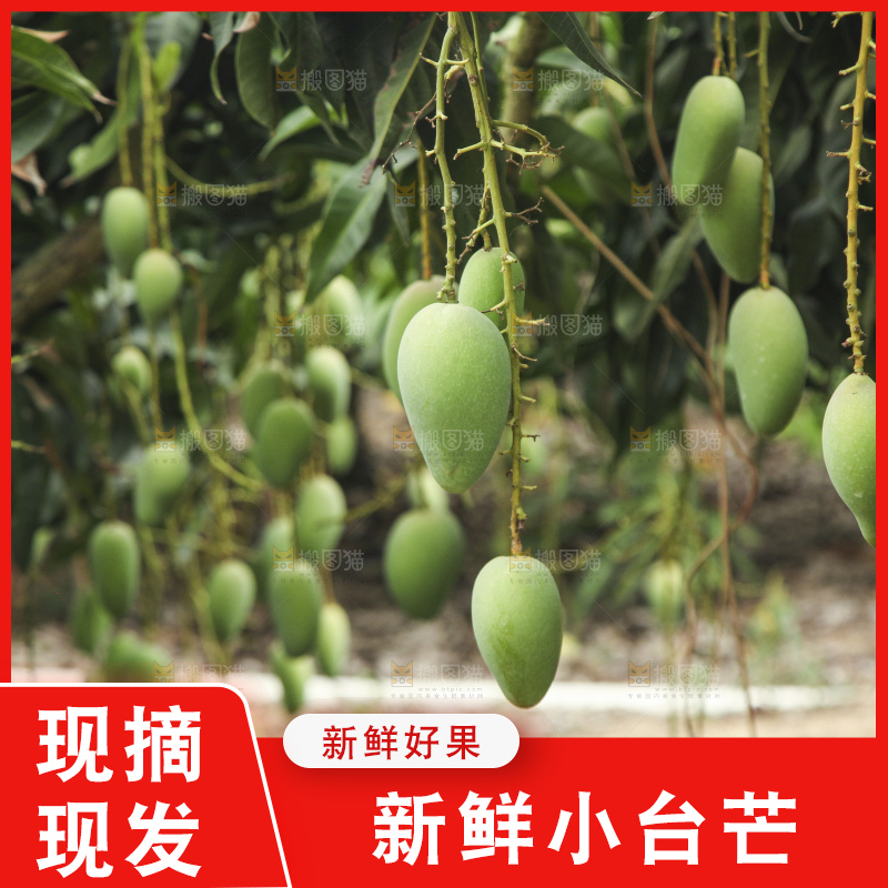 树上的小台芒