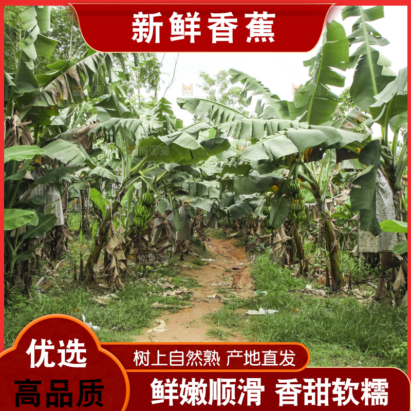 树上的新鲜香蕉