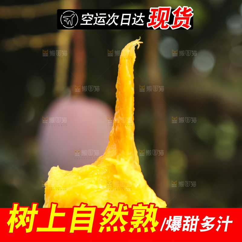 树上的新鲜芒果