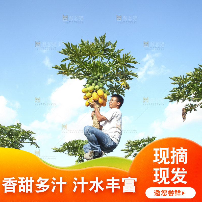 树上的木瓜