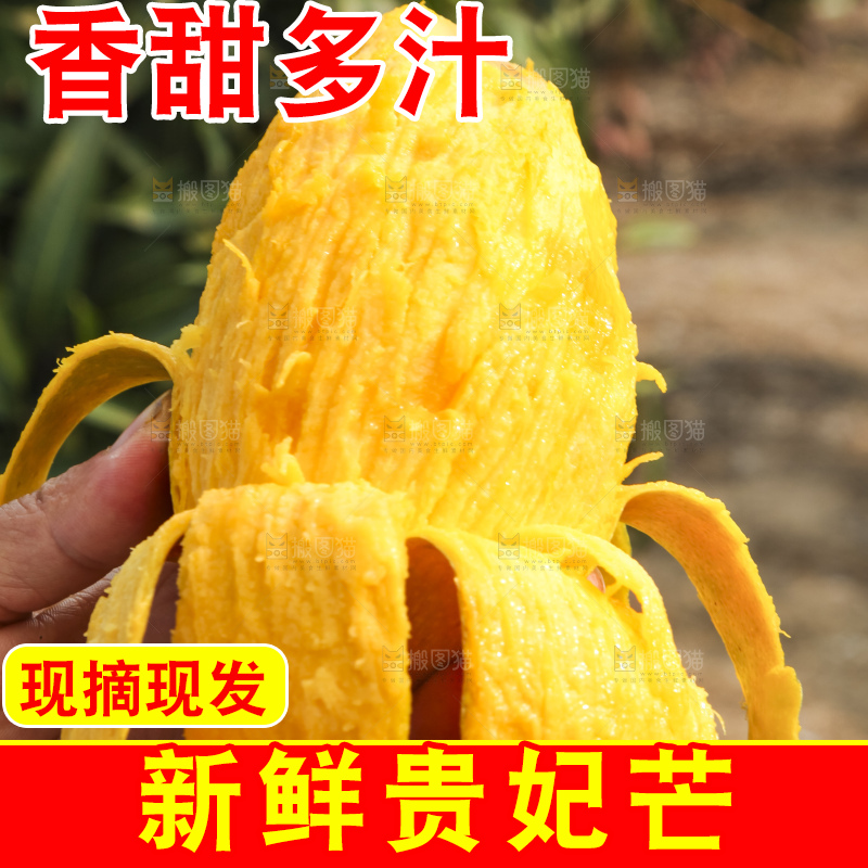树上的新鲜芒果
