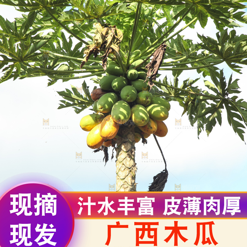 树上的木瓜